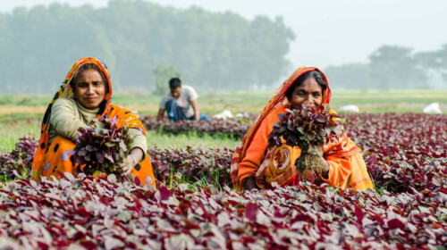 SDG Indicator 5.a.1 - Equal tenure rights for women on agricultural land