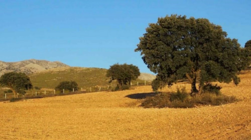 SDG Cases - Sustainable Finance for Landscape Restoration in Spain